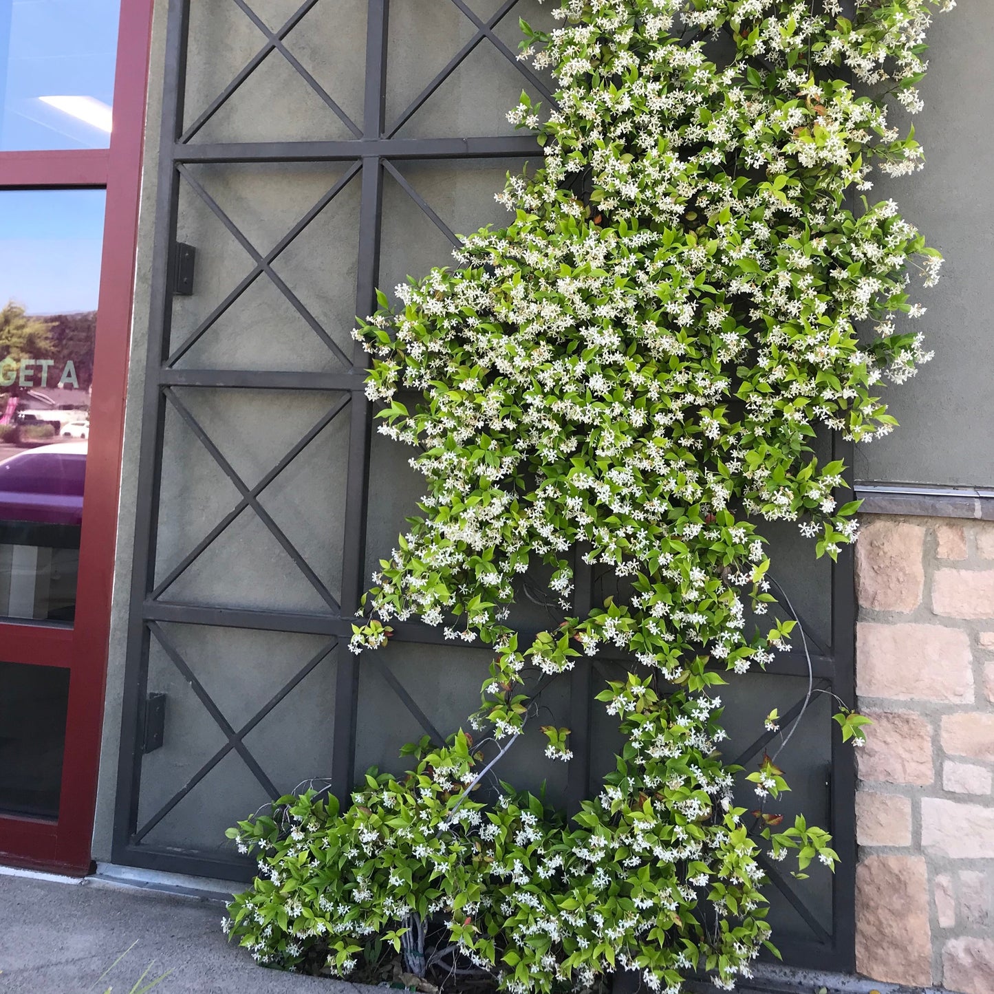 barn door style classic trellis with jasmine