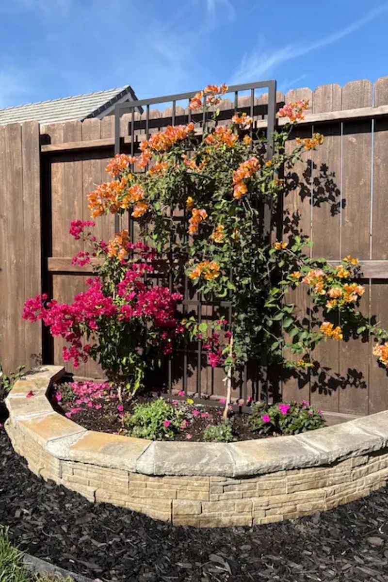 bougainvillea on abstract stand alone metal trellis