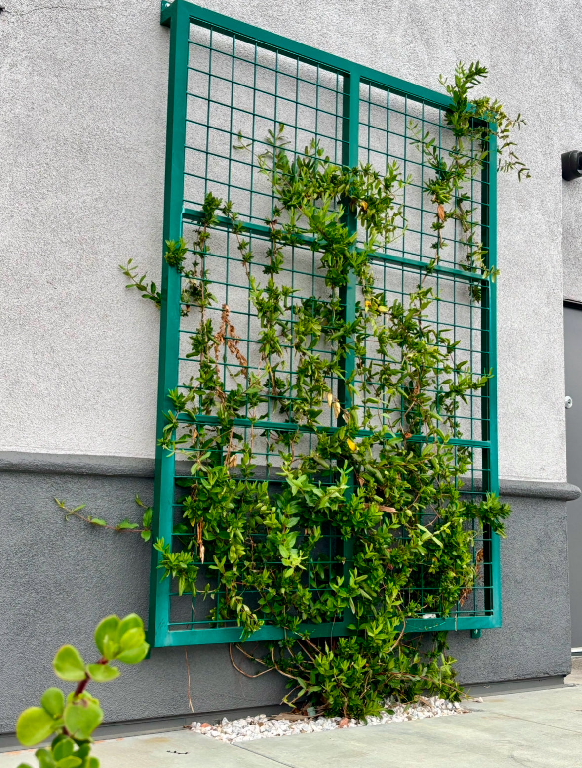green wall mounted square trellis