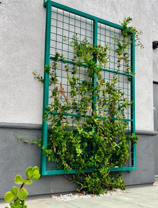 green wall mounted square trellis