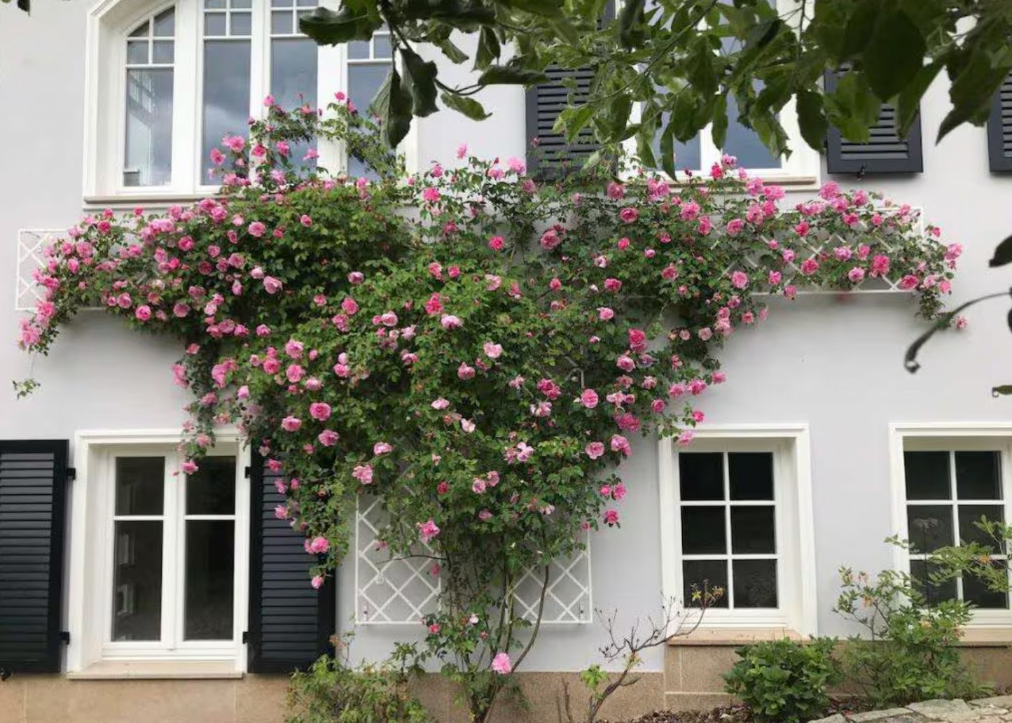 diamond trellis for climbing roses