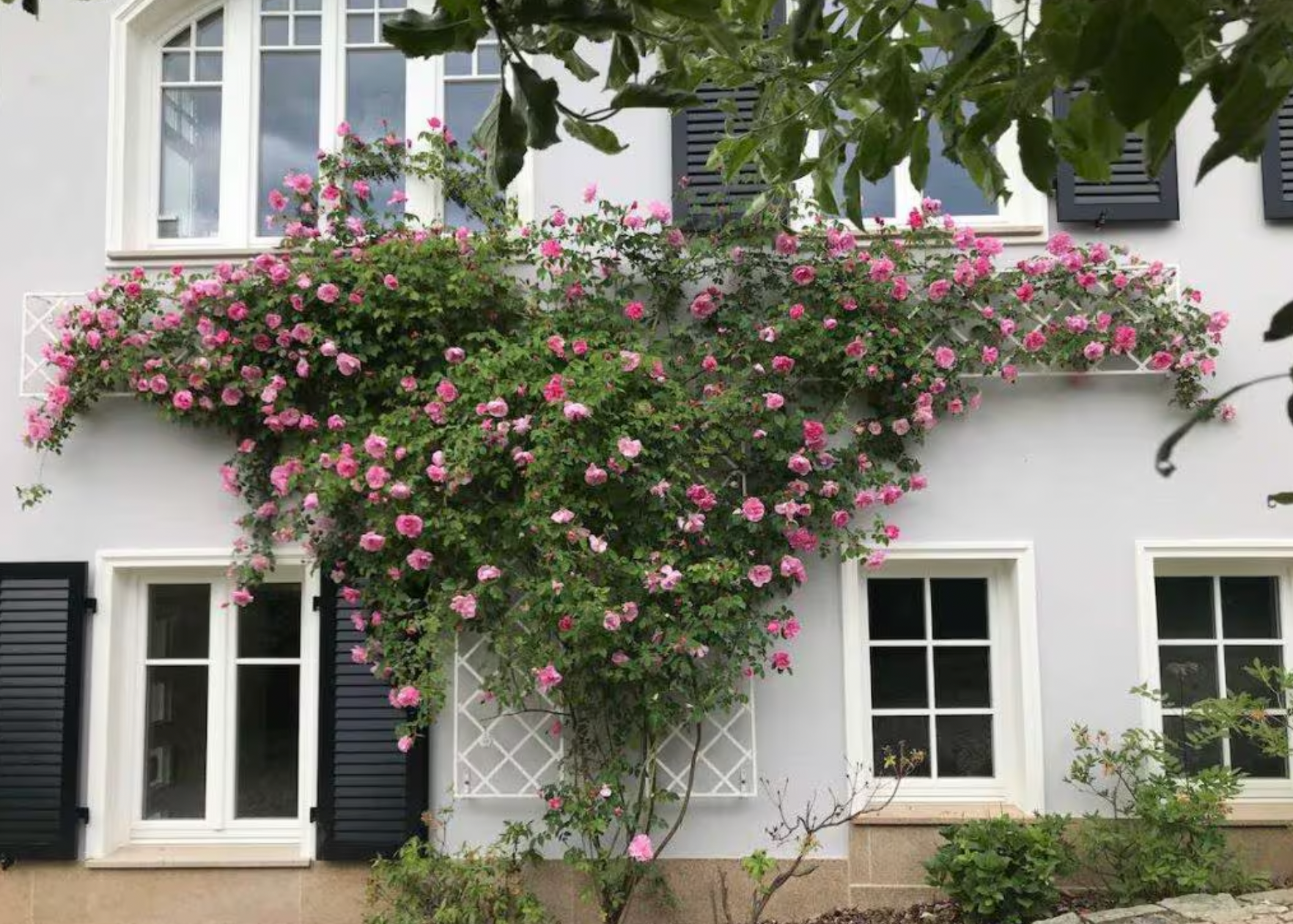 diamond trellis for climbing roses