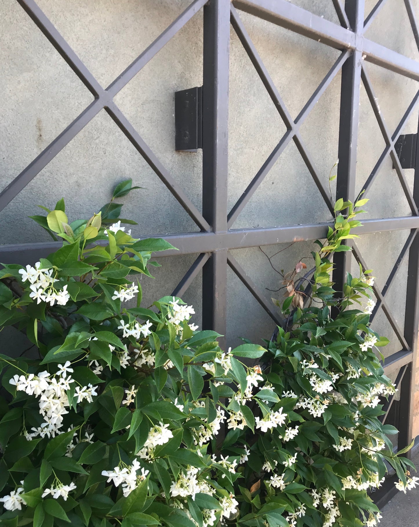 climbing plants on a trellis