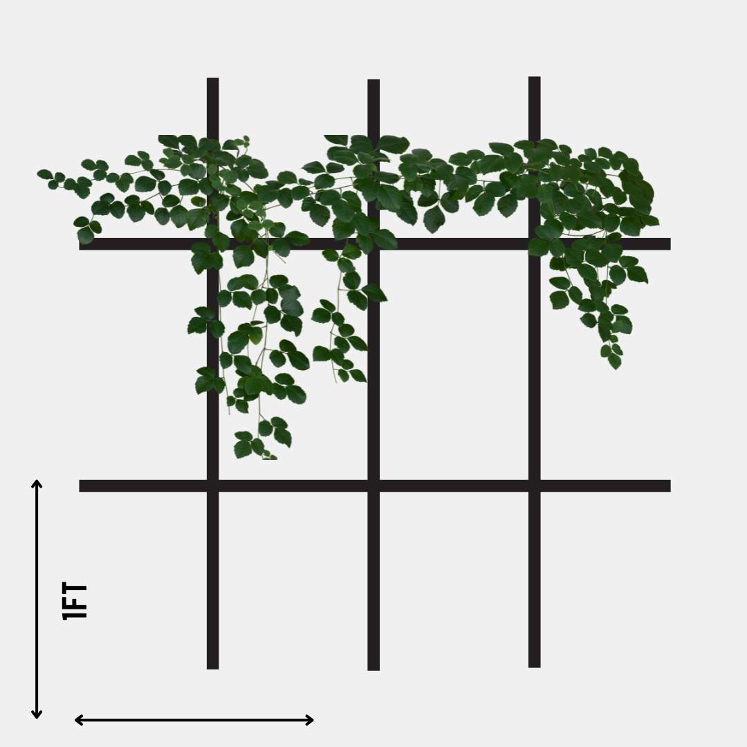 Custom Size Frameless Ladder Trellis - Wall Mounted