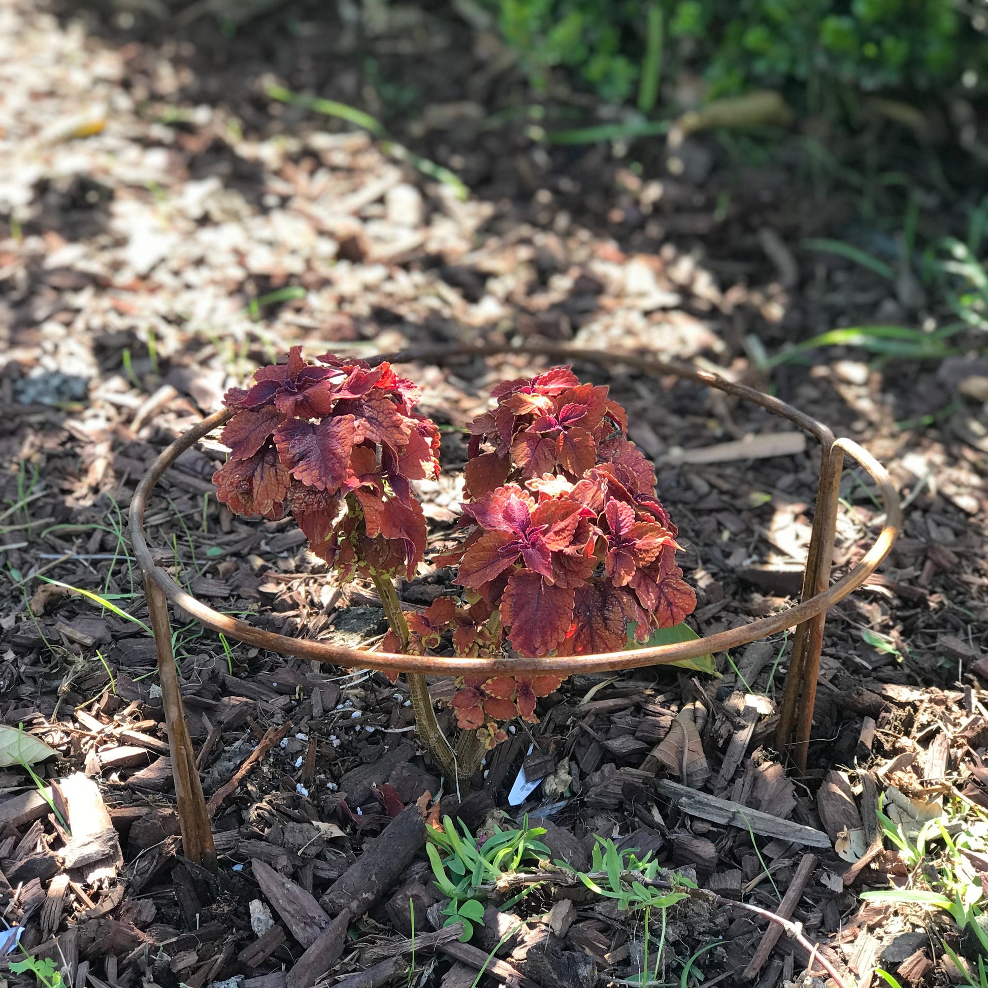 rusted half moon plant supporters