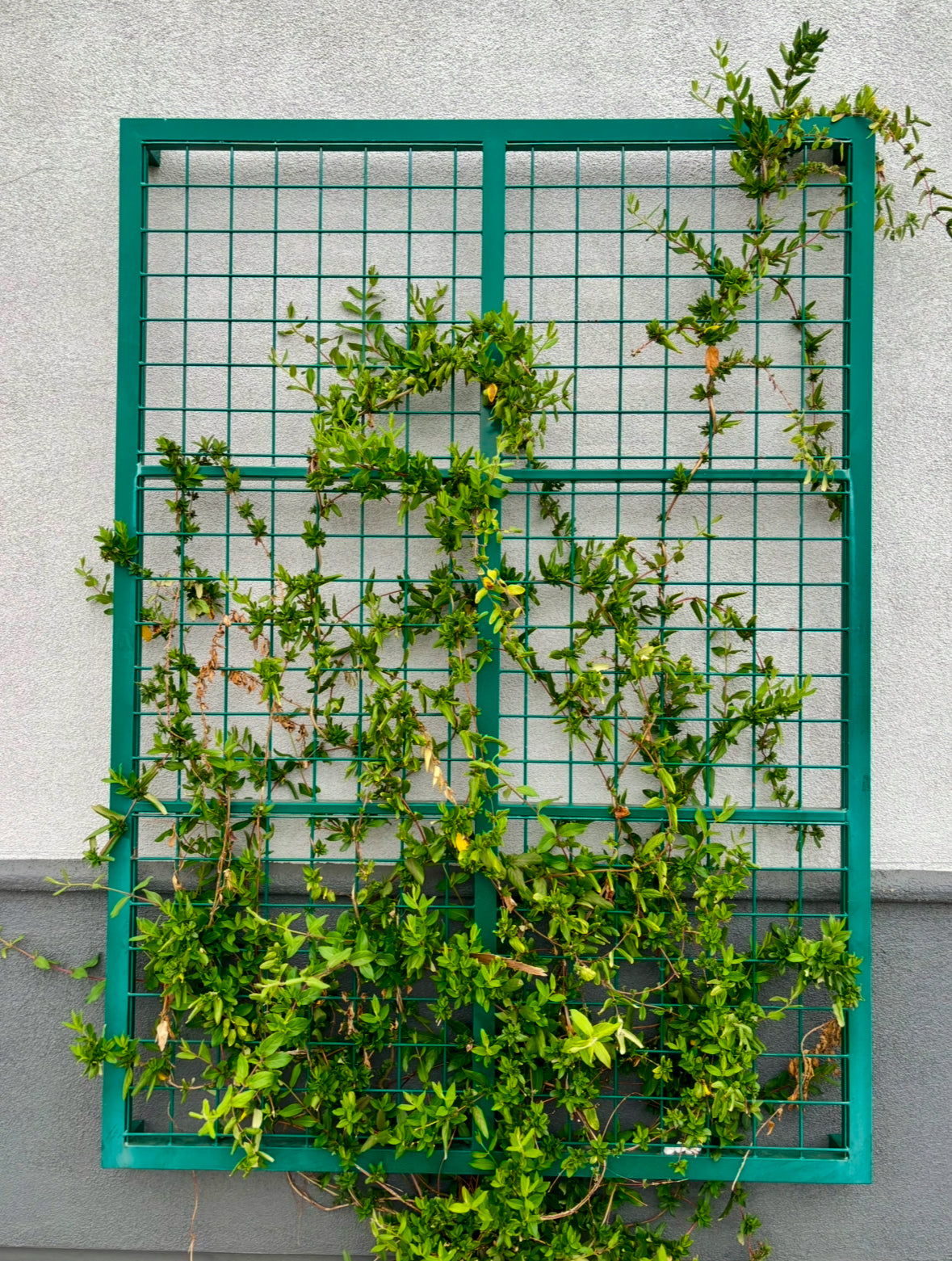 green plant trellis with climbing jasmine