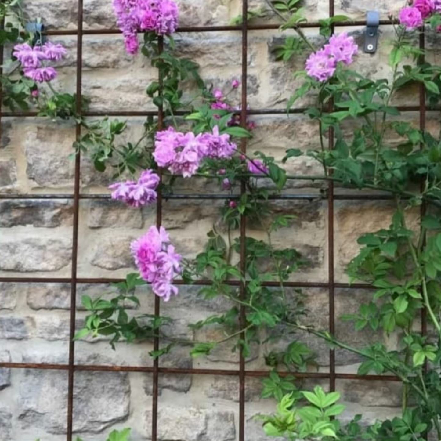 square grid trellis for garden