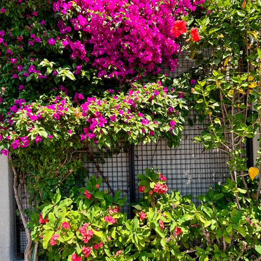 Custom 4" square grid trellis: features robust 1-1/4" angle bar frame & 1/4" thick wire mesh. Ideal for vertical gardens & climbing plants. Any size, any finish