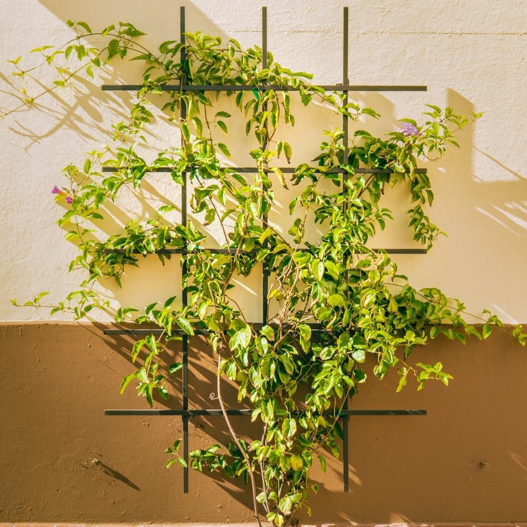 ladder trellis for plants Custom Size Frameless Ladder Trellis, Climbing Lattice For Plants Metal Garden Trellis For Climbing Vines, Bronze / 4x2