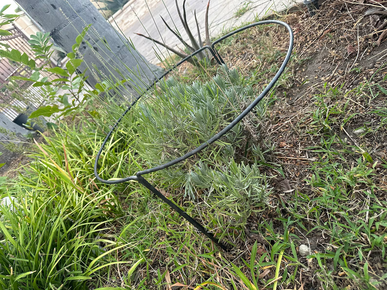 Crescent Plant Stake Half Hoop Plant Stand