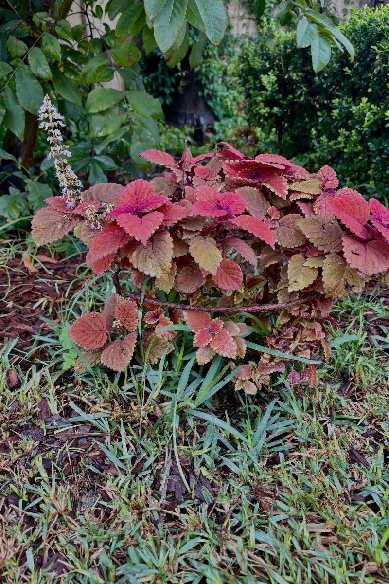 Heavy Duty Half-Round Plant Supports 4 Pack