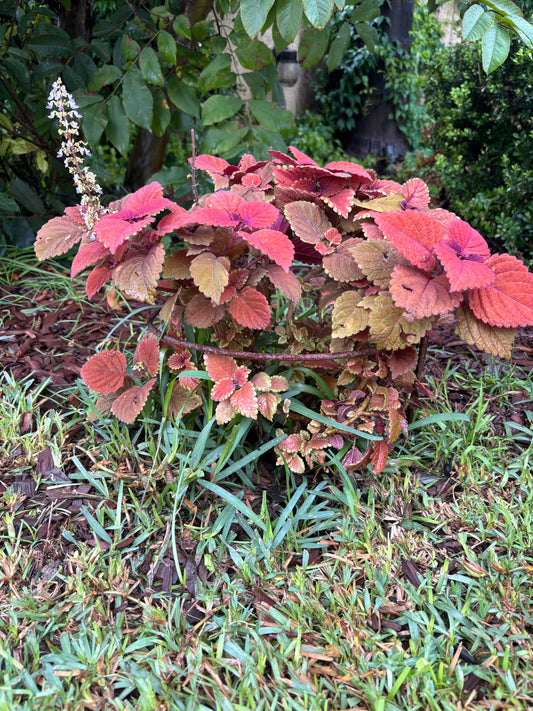 Heavy Duty Half-Round Plant Supports 6 Pack