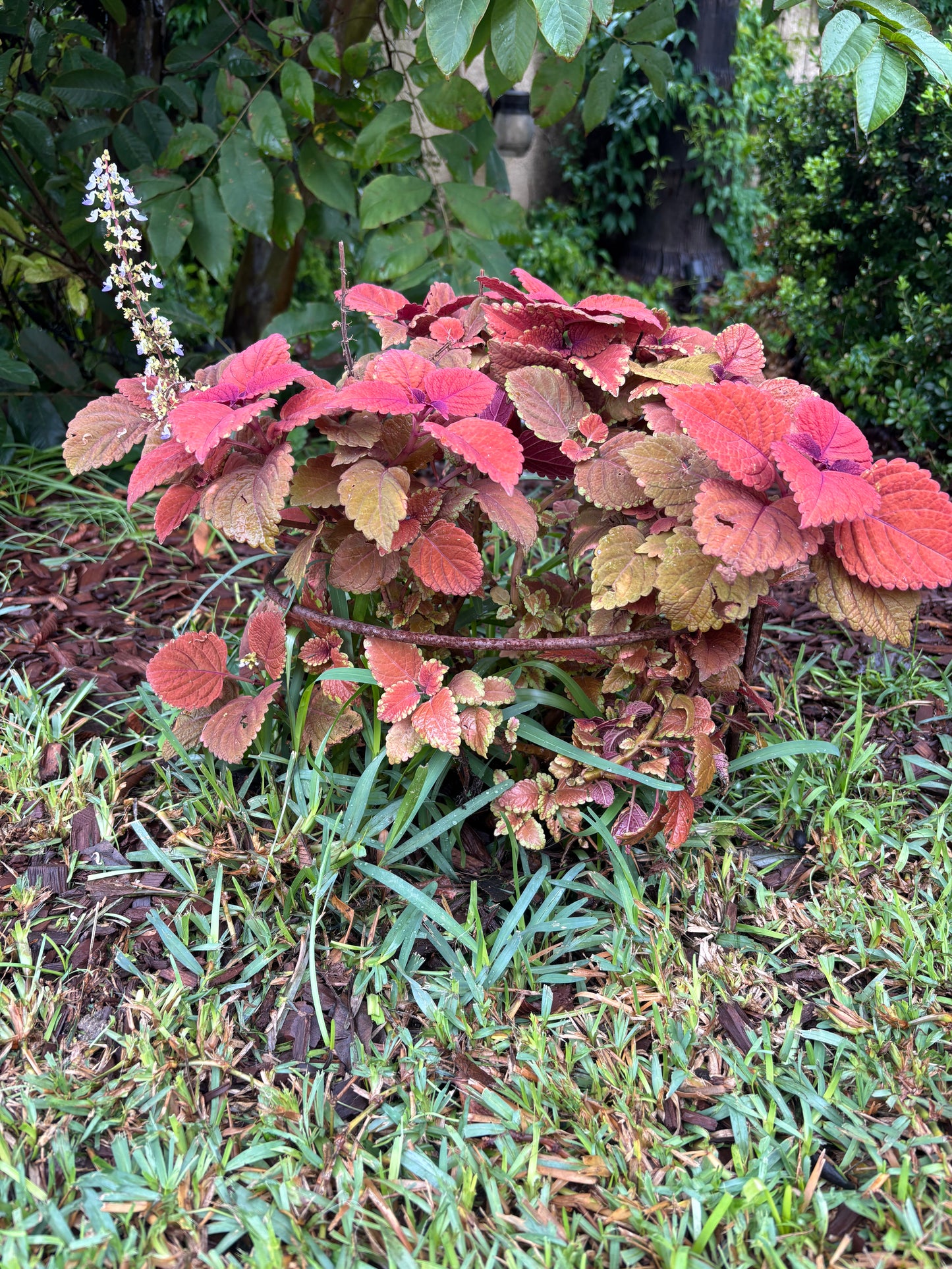 Heavy Duty Half-Round Plant Supports 6 Pack