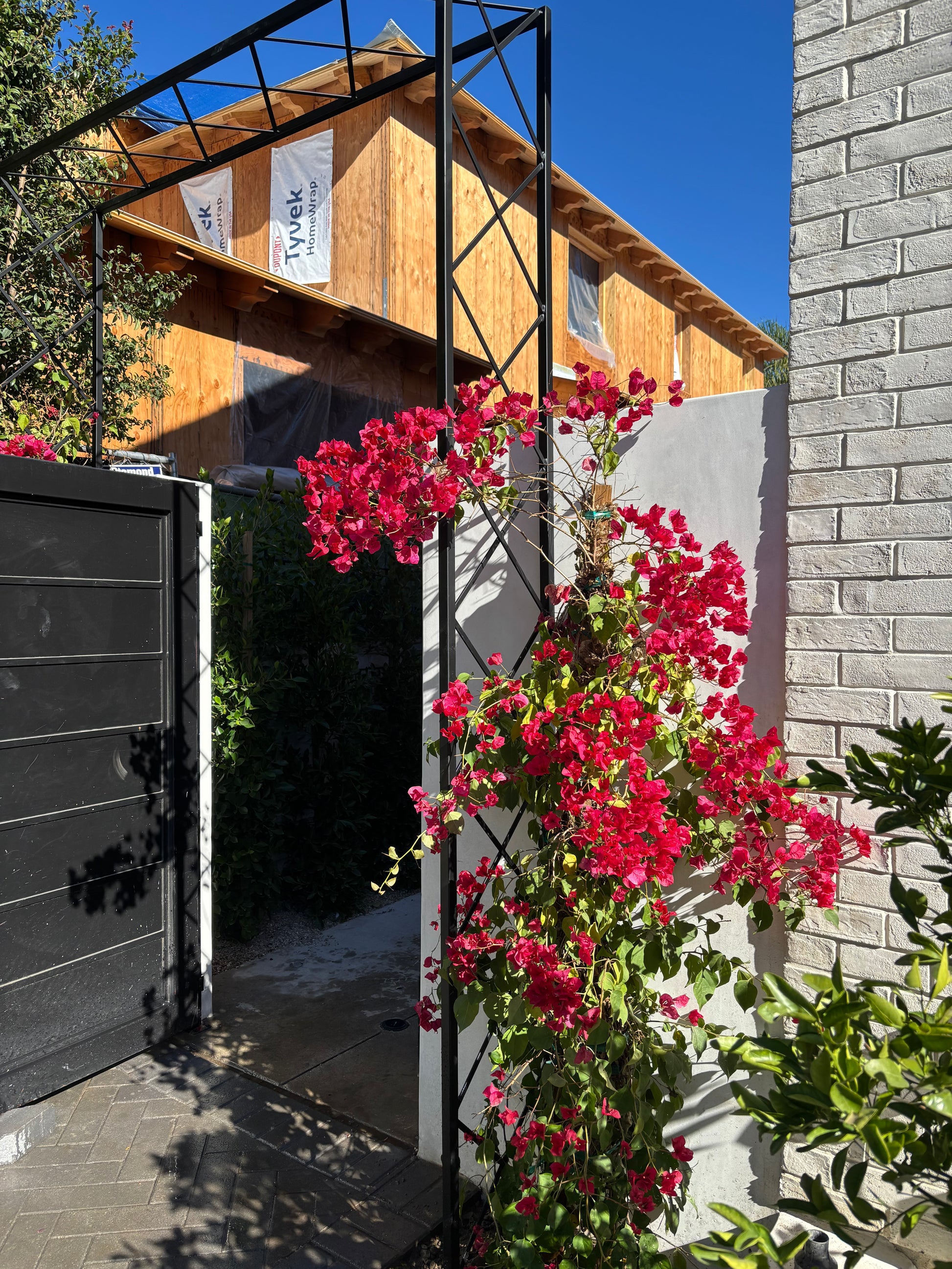 entrance way black diamond arch with bougainvillea climbing