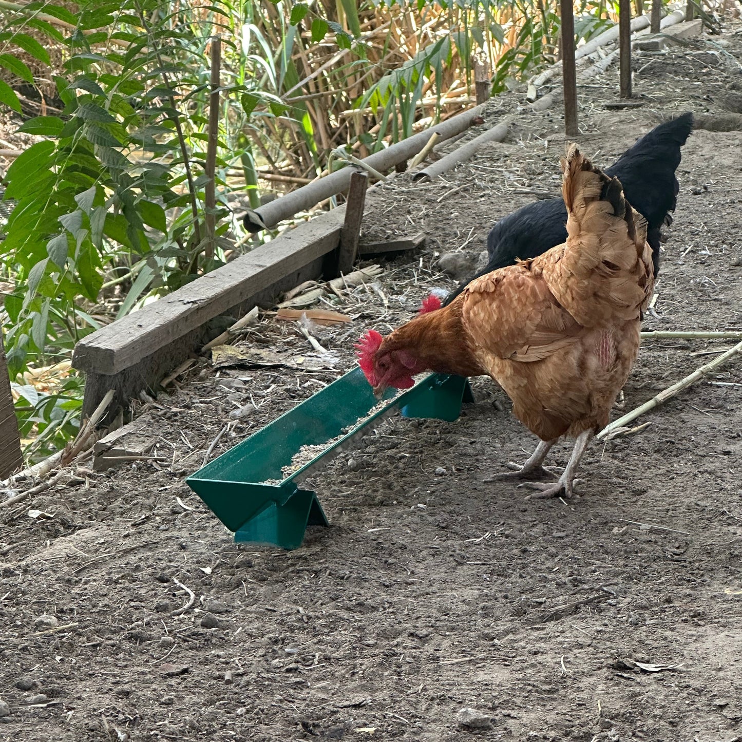 chickens eating from chicken feeder trough