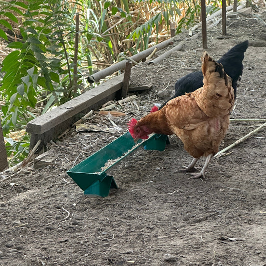 chickens eating from chicken feeder trough