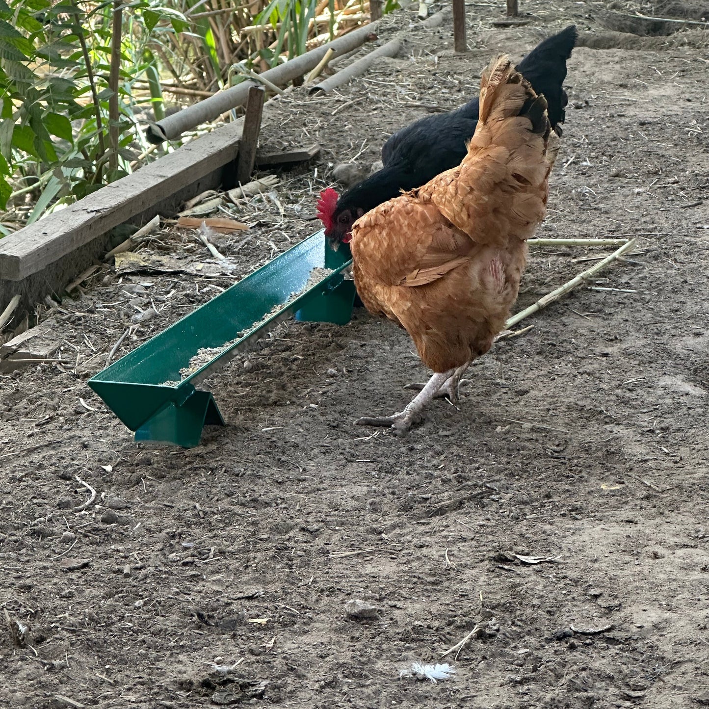 green chicken feeder