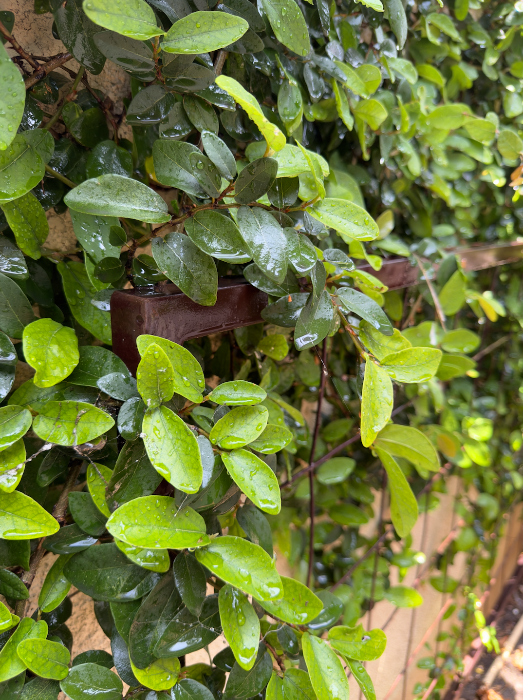 wet garden with climbing fig on a trellis