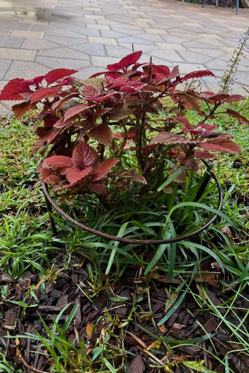 Heavy Duty Half-Round Plant Supports 4 Pack