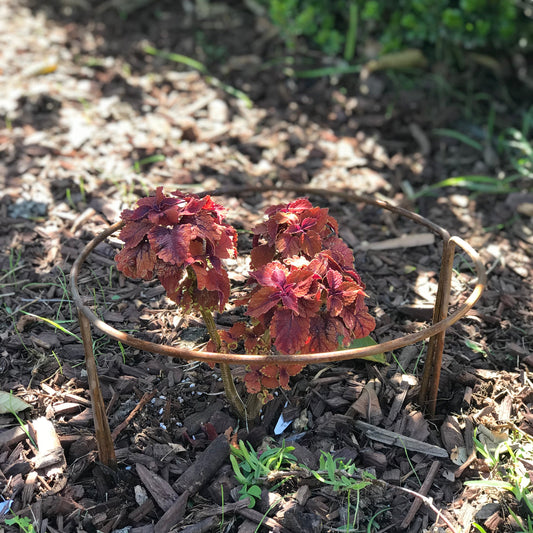 rusted half moon plant supporters