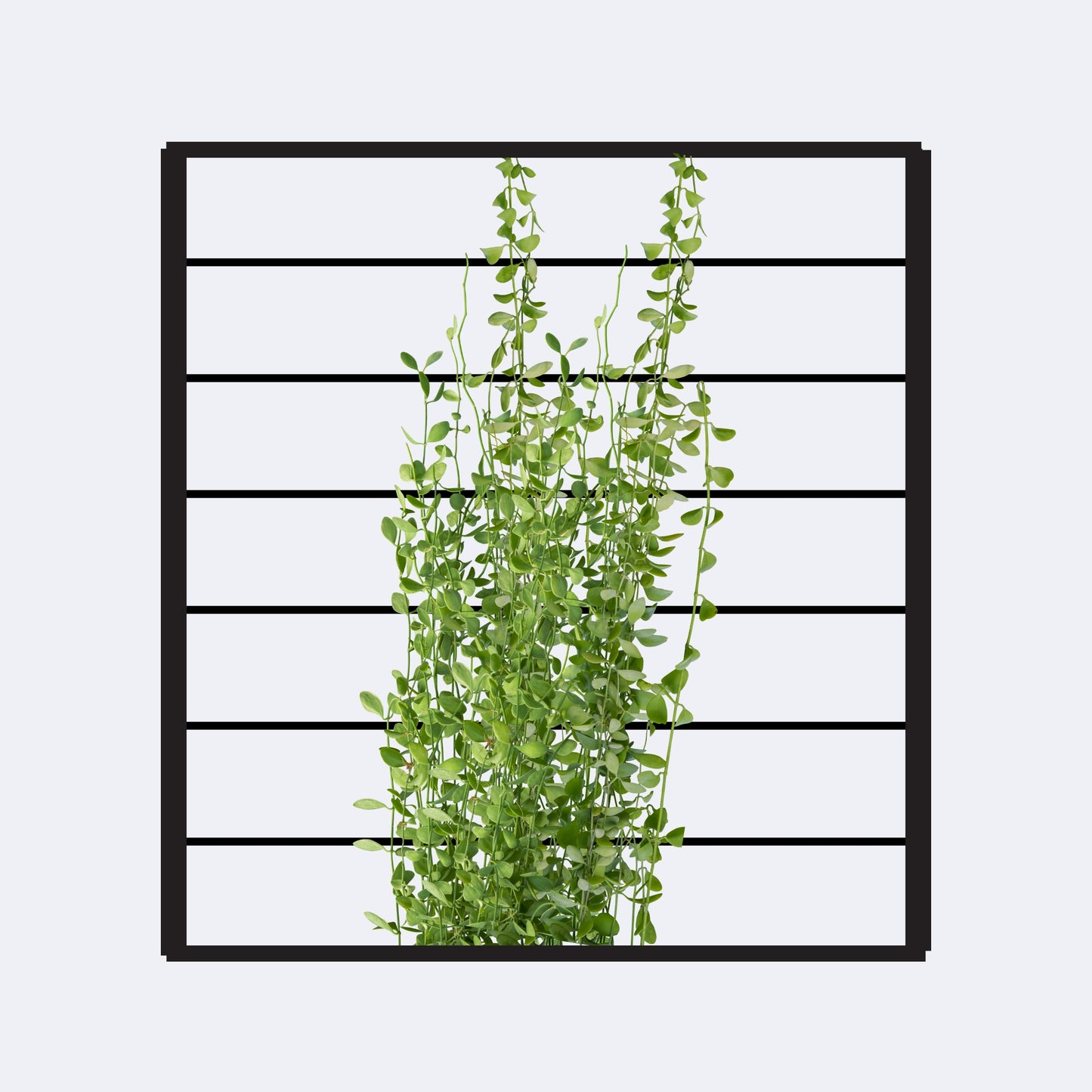 horizontal trellis for climbing plants -s2n