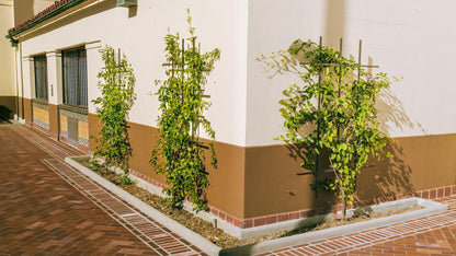 3 matching wall trellis on planter