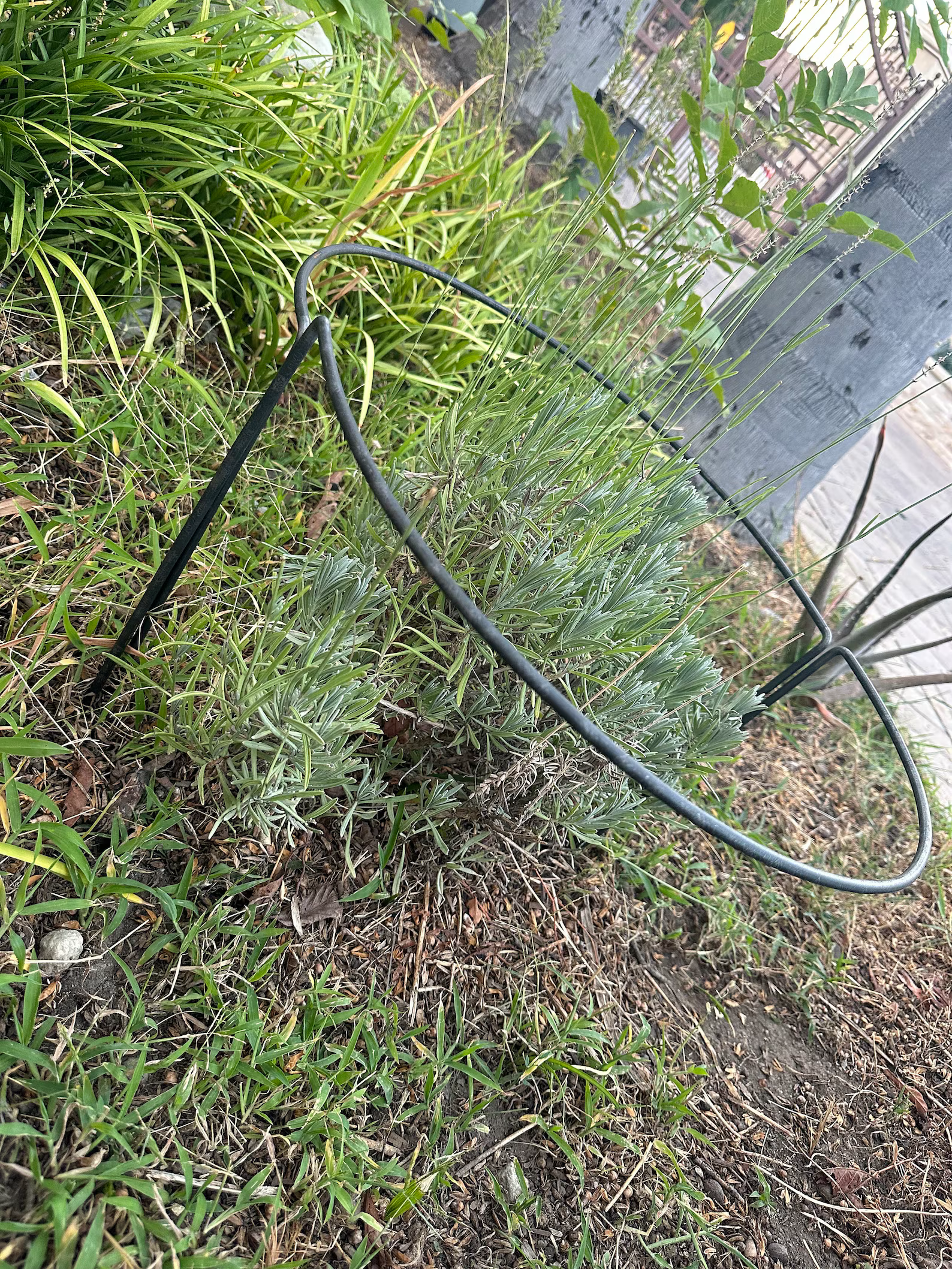 lavender plant support Heavy Duty Metal Half Round Plant Supports 4 Pack, Adjustable Half Moon Plant Support, Rusted Finish / 6 / 36