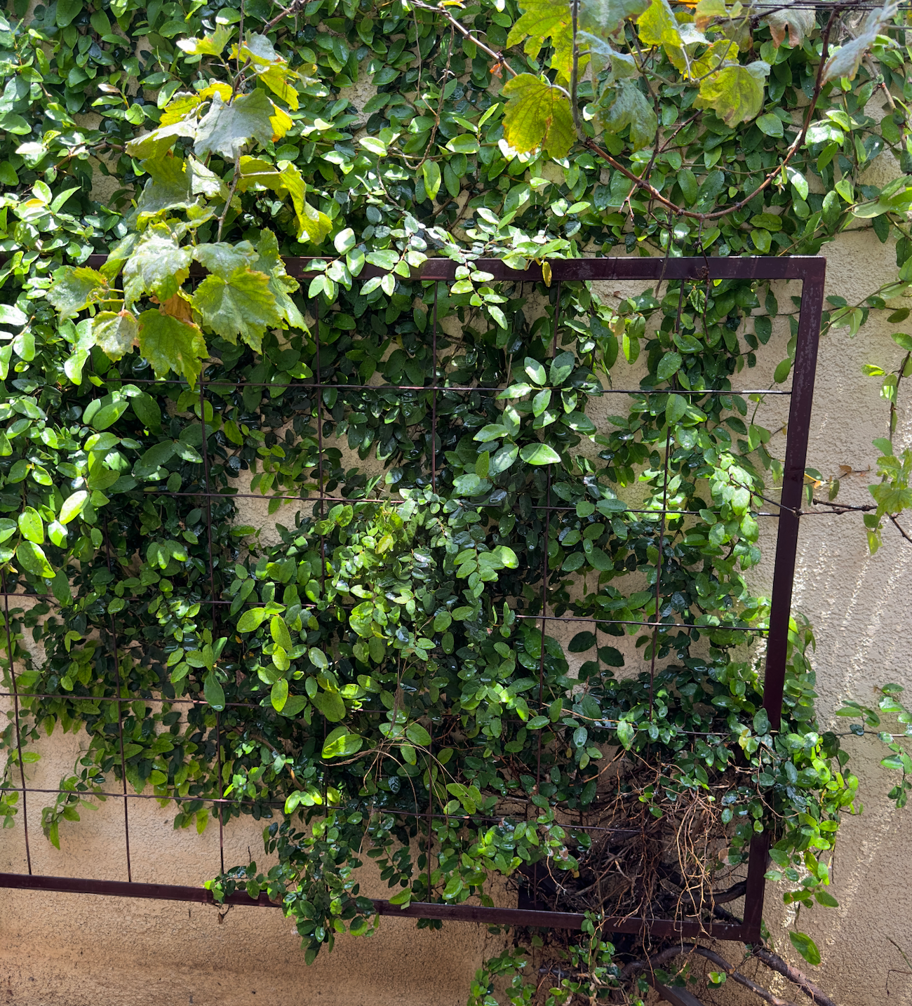 Trellis_for_plants_in_los_angeles