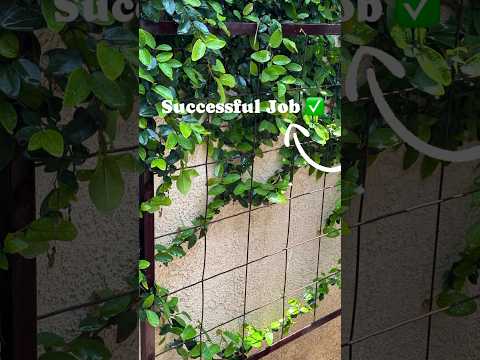 successful trellis install for house with growing plants