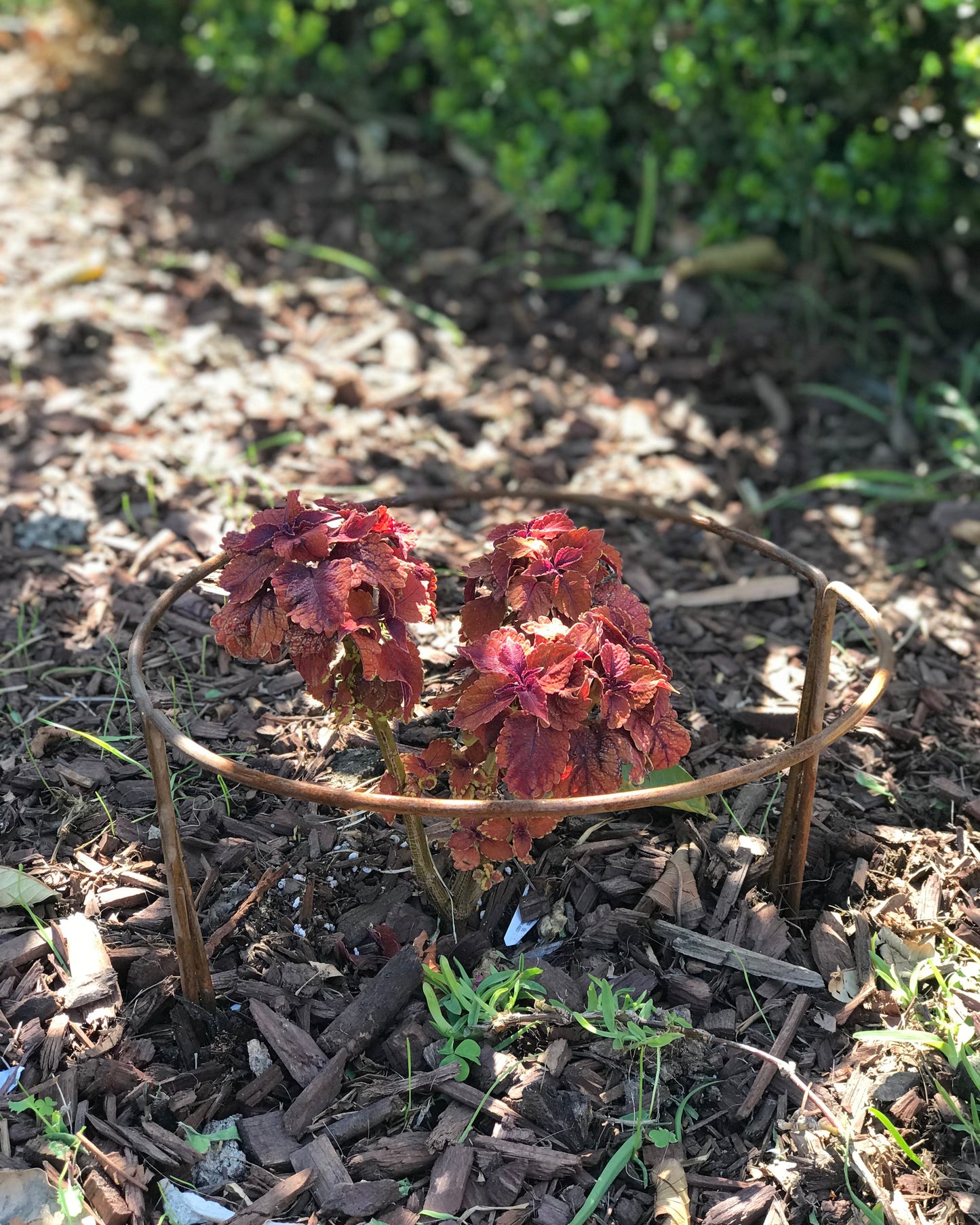 rusted half moon plant support stakes