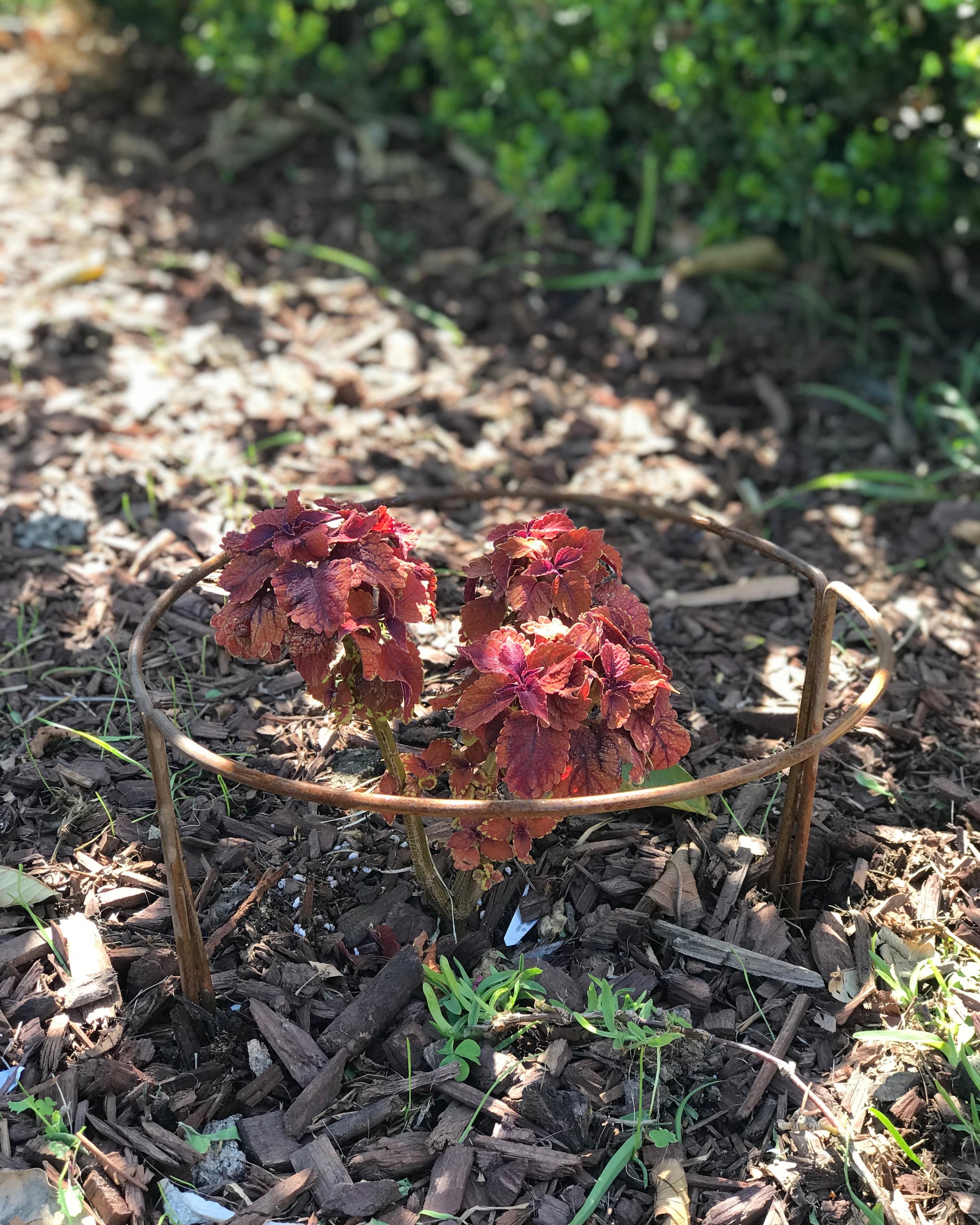 rusted half moon plant support stakes