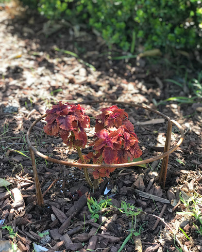 rusted half moon plant support stakes