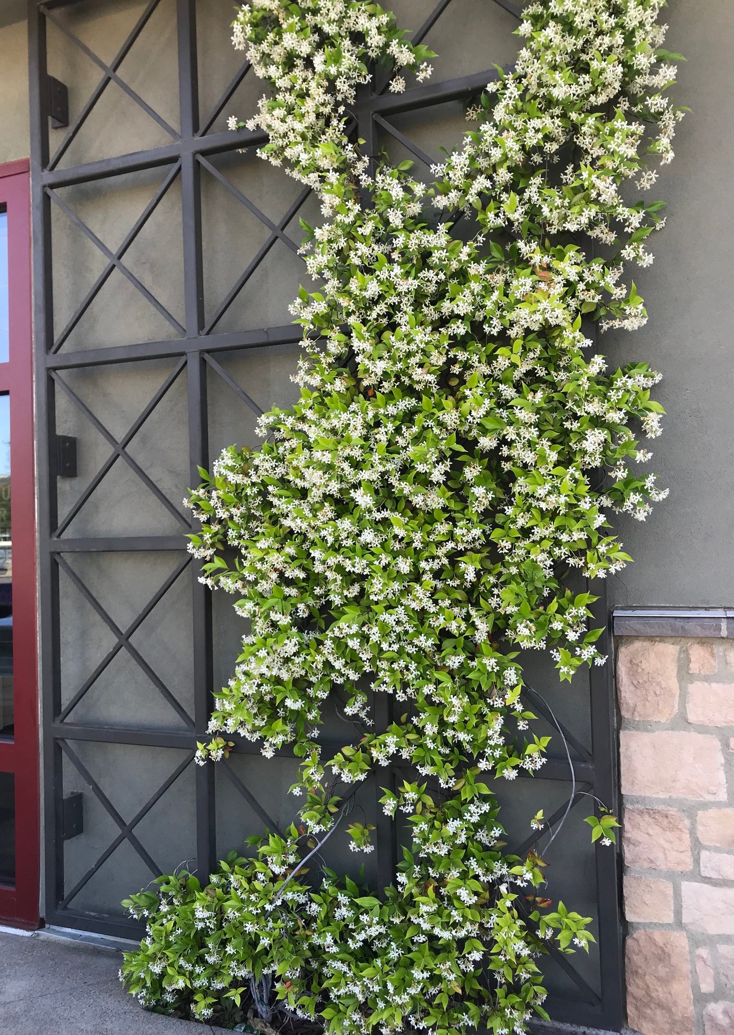 climbing plants live wall