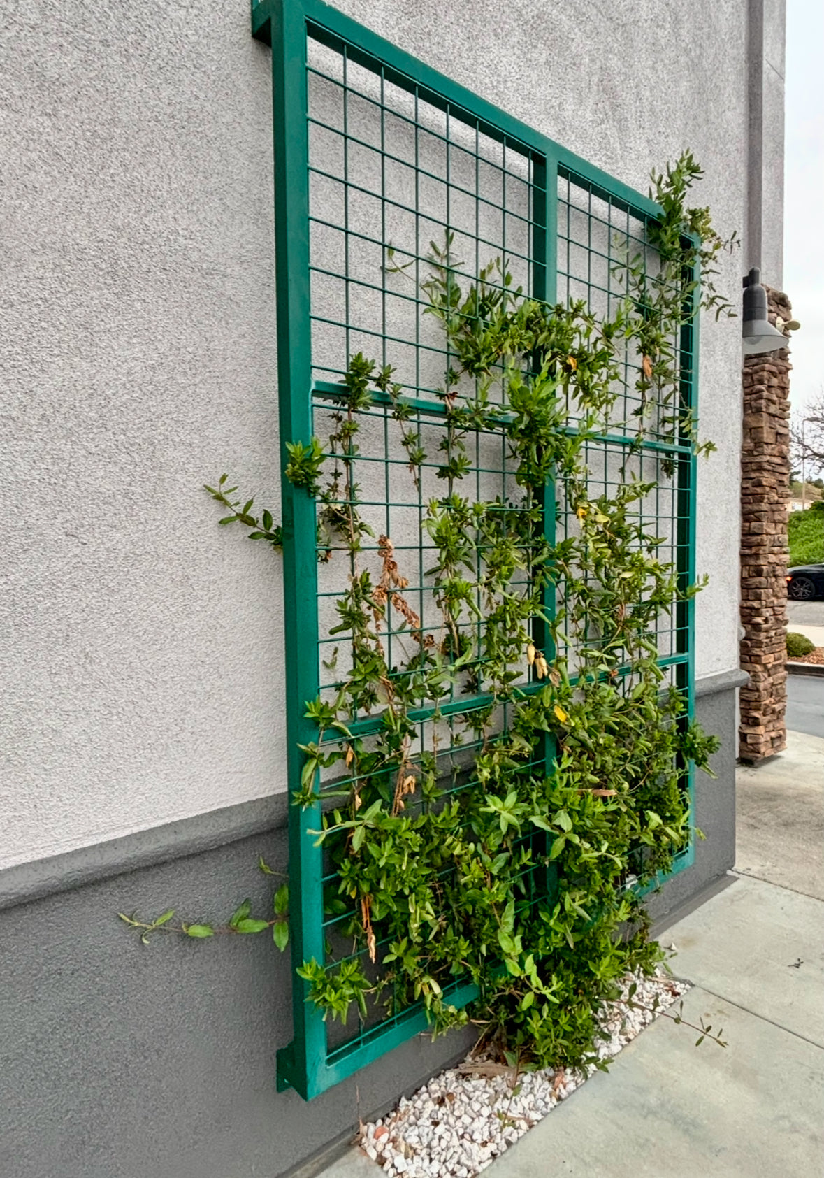 green wooden trellis Double Framed Square Grid Stand Alone Trellis, 6x3