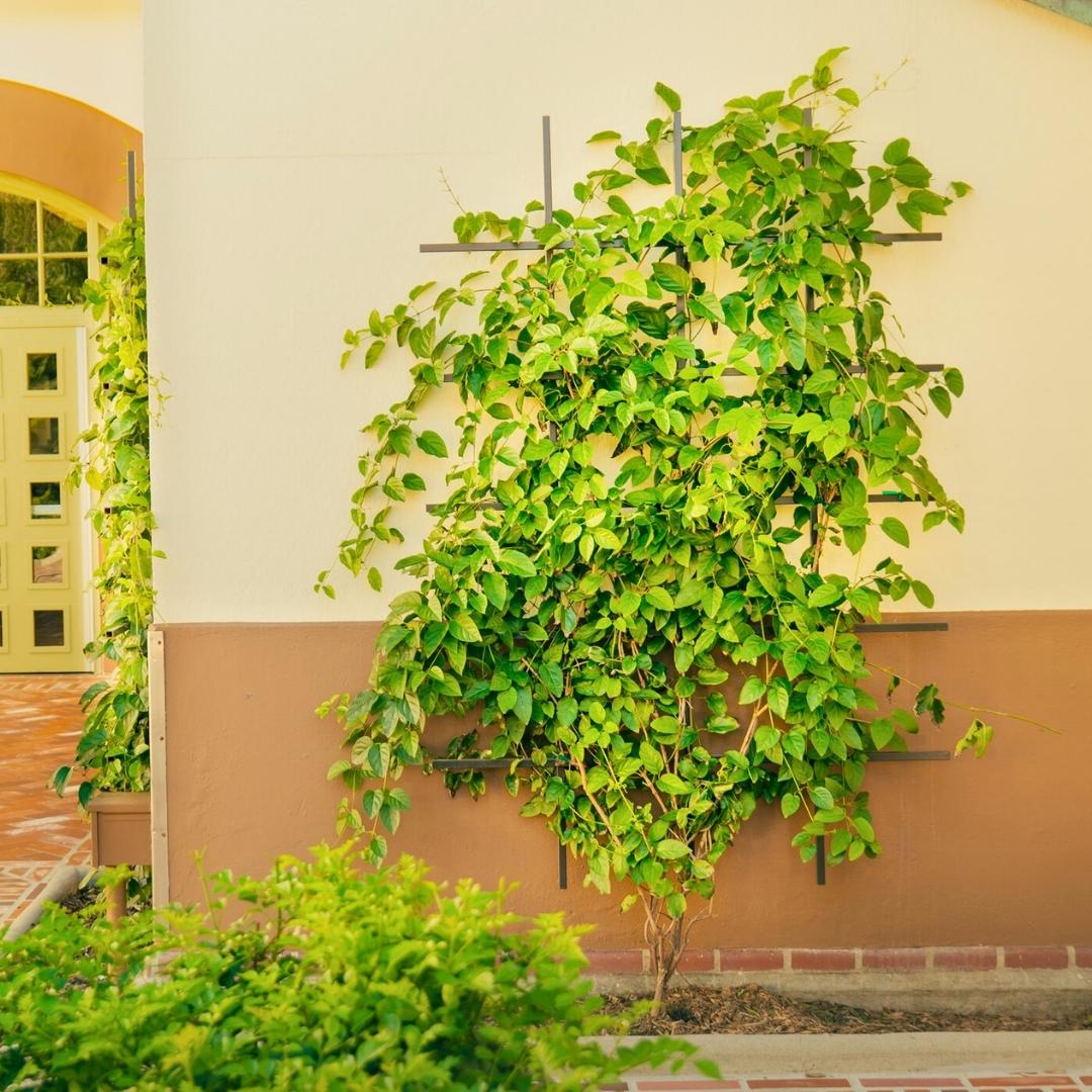 climbing trumpet one on ladder trellis