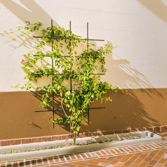 5H x 5W Frameless Square Grid Ladder Mounted Trellis