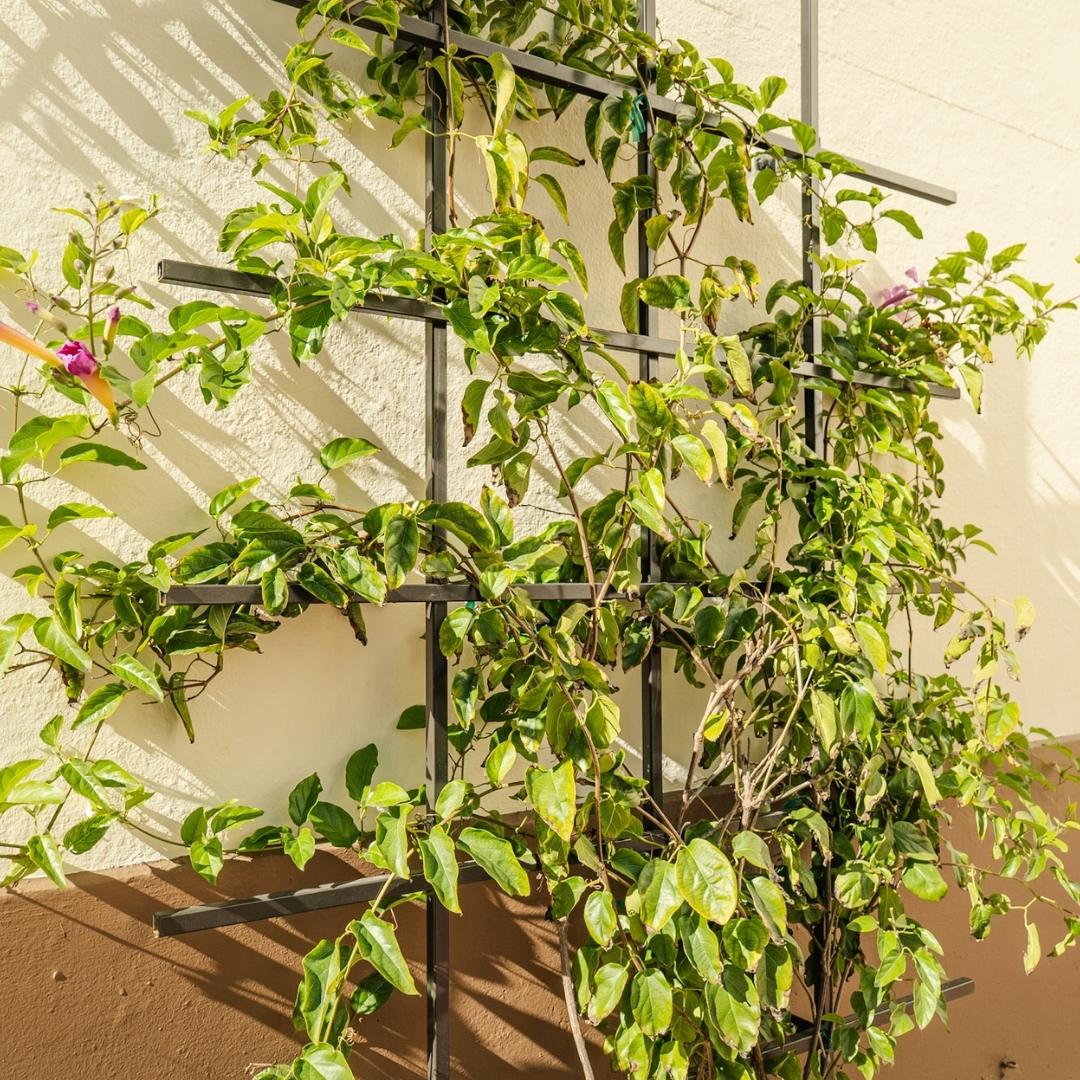Green climbing vine on bronze metal trellis against a light wall.