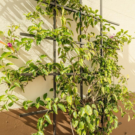 Green climbing vine on bronze metal trellis against a light wall.